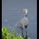 Es gibt nicht nur weiße Reiher